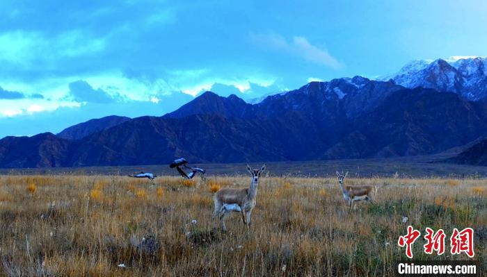 黑頸鶴、鵝喉羚多種野生動(dòng)物“同框”現(xiàn)身青海都蘭湖國(guó)家濕地公園