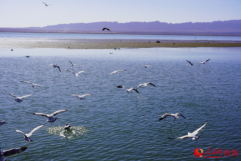 可魯克湖水鳥群飛。人民網(wǎng) 陳明菊攝