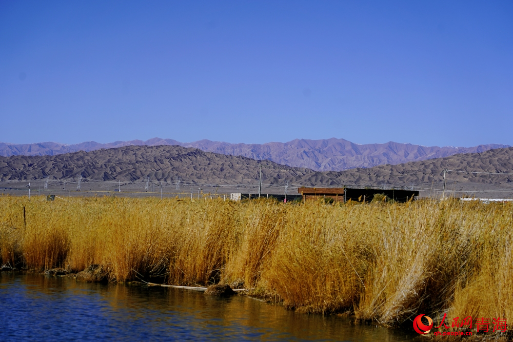 可魯克湖蘆葦蕩漾。人民網(wǎng) 陳明菊攝