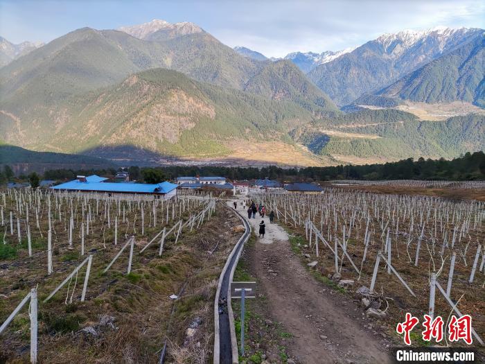 西藏林芝下察隅鎮(zhèn)的獼猴桃種植園?！〗w波 攝