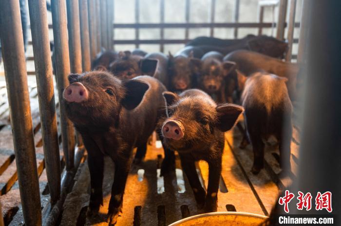 西藏林芝藏豬產(chǎn)業(yè)走上標準化、產(chǎn)業(yè)化之路