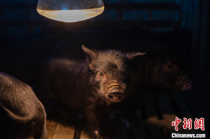 圖為藏豬被稱為“高原之珍”，以口感佳、營養(yǎng)價值高而聞名?！『闻罾?攝