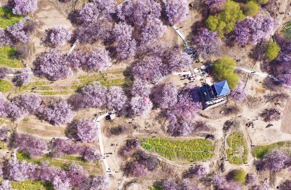 世外桃源！一組圖告訴你，西藏林芝桃花能有多美