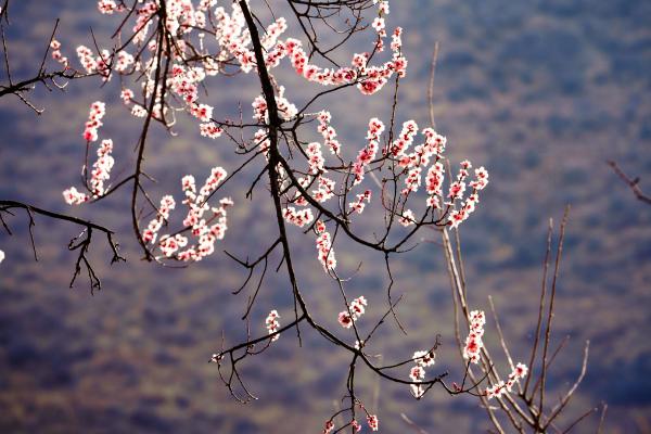 世外桃源！一組圖告訴你，西藏林芝桃花能有多美