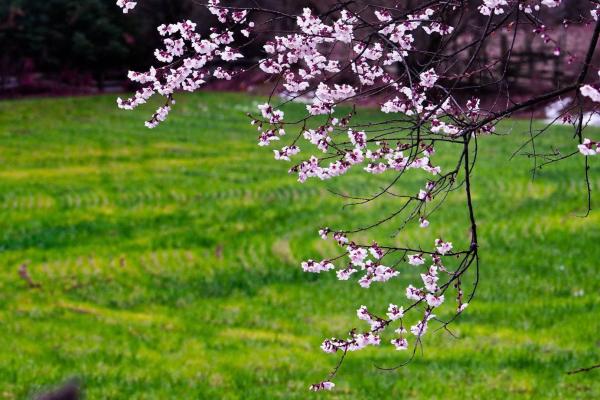世外桃源！一組圖告訴你，西藏林芝桃花能有多美