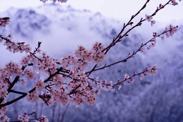 世外桃源！一組圖告訴你，西藏林芝桃花能有多美