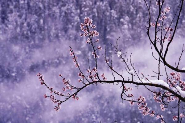 世外桃源！一組圖告訴你，西藏林芝桃花能有多美