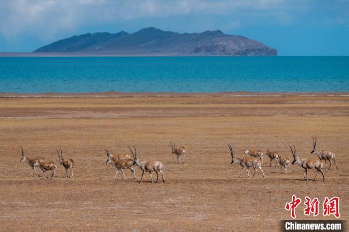 圖為西藏第一大湖色林錯(cuò)湖畔的藏羚羊群休閑覓食?！〗w波 攝