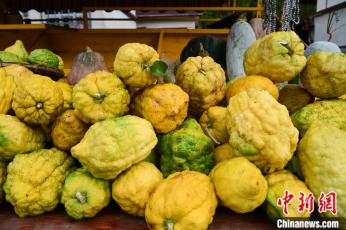 墨脫大檸檬，學名香櫞，和檸檬均為蕓香科植物。(<a target='_blank' href='/'><p  align=