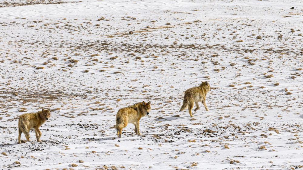 狼。金阿次仁攝