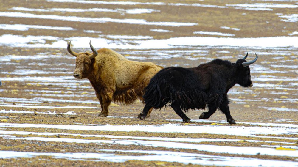 野牦牛。金阿次仁攝