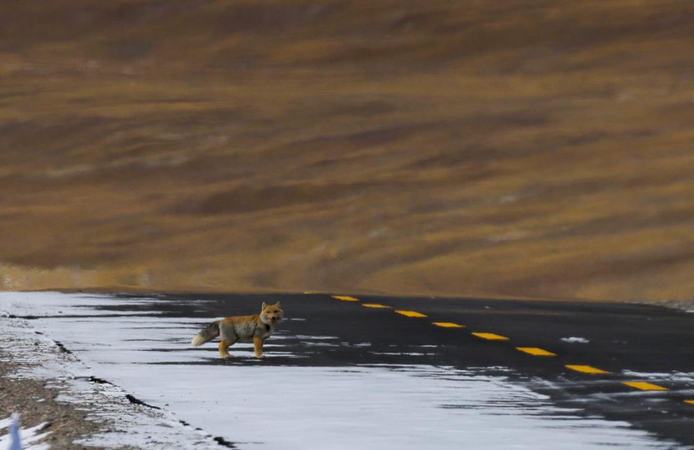 藏狐。金阿次仁攝