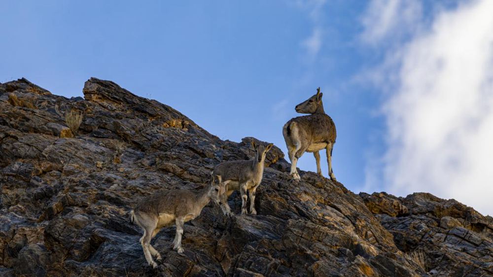 巖羊。金阿次仁攝