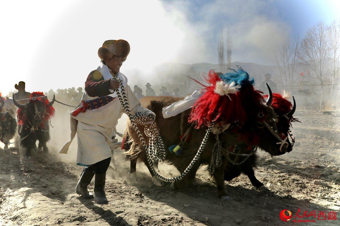 山南市扎囊縣扎其鄉(xiāng)孟卡榮村迎來(lái)春耕第一犁。人民網(wǎng) 次仁羅布攝