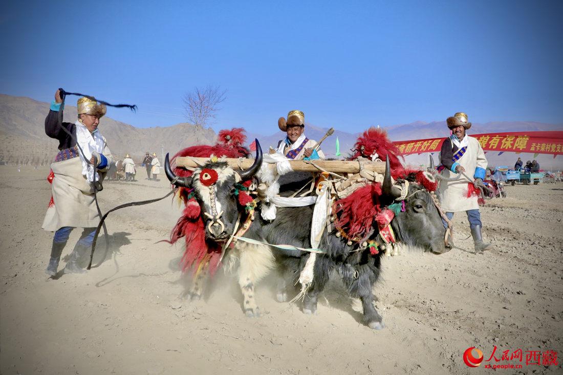 在過(guò)去漫長(zhǎng)的歲月里，牦牛是農(nóng)耕的主力，“二牛抬杠”代表了一個(gè)時(shí)代。人民網(wǎng) 次仁羅布攝
