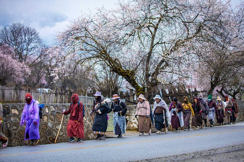 下雨了，漫步在桃花下的村民。張靜攝