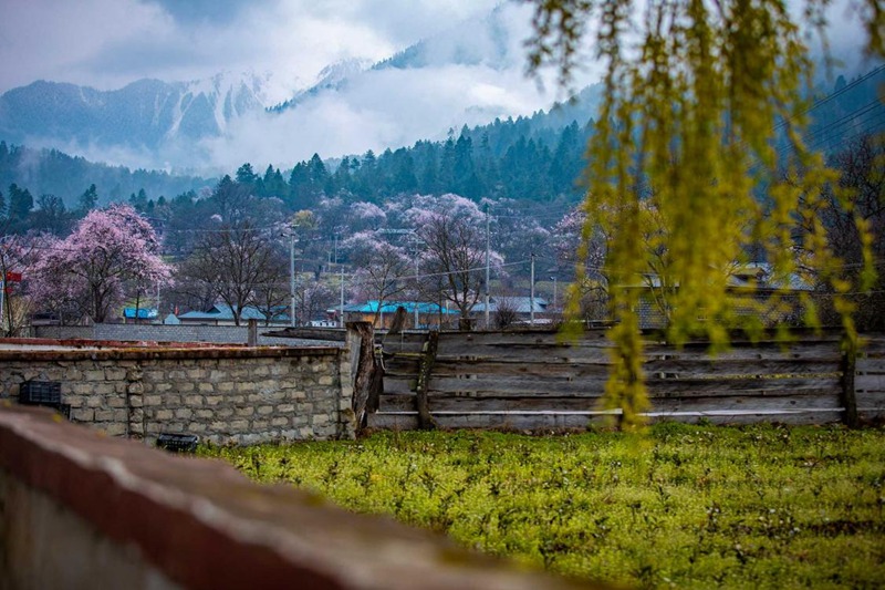 桃花深處的村莊。張靜攝