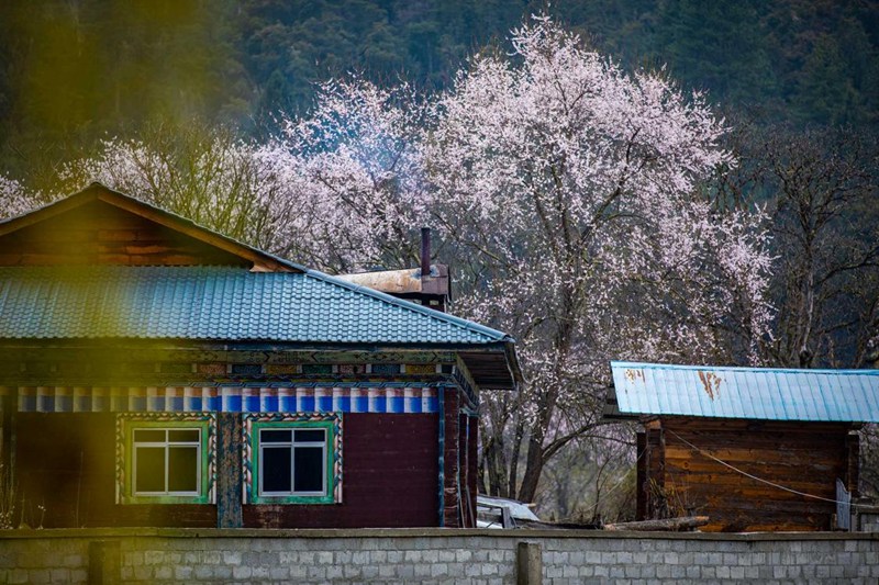 桃花掩映下的村莊。張靜攝