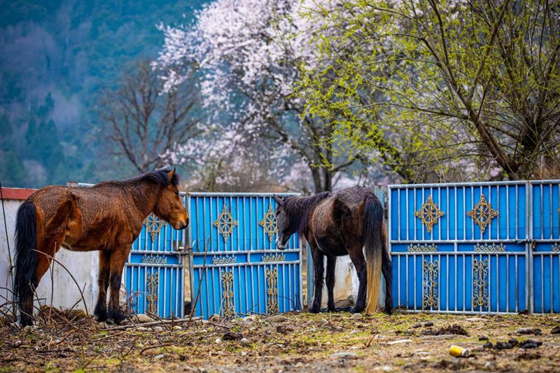 桃花下村莊。張靜攝