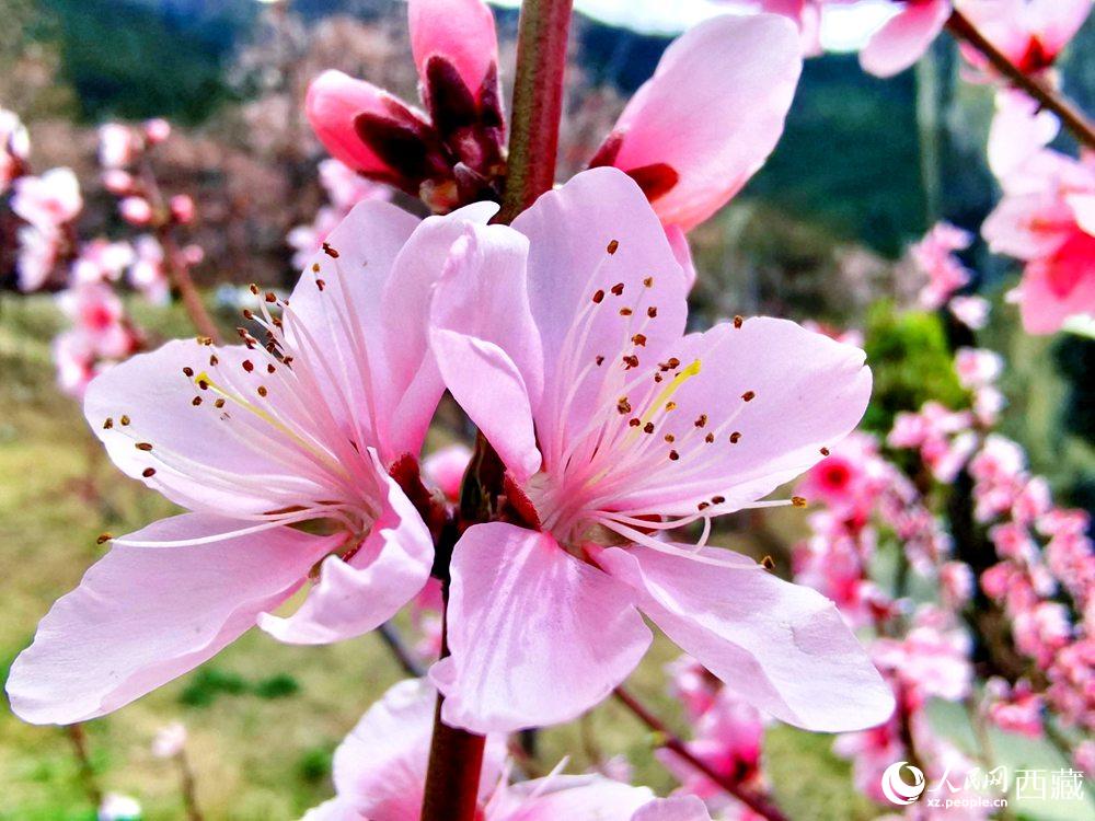林芝桃花開。人民網(wǎng) 李海霞攝