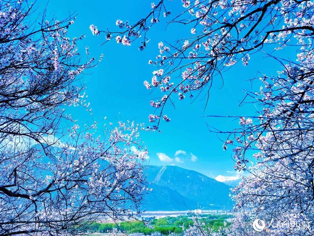 桃花在藍(lán)天白云的映襯下分外好看。人民網(wǎng) 李海霞攝