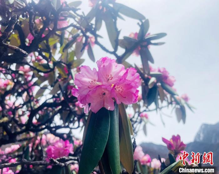 近日，西藏自治區(qū)山南市加查縣索囊溝的杜鵑花競相綻放。　冉文娟 攝