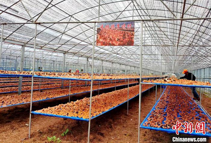 圖為紅太陽科技示范家庭農(nóng)場采收的靈芝。　平措旺青供圖