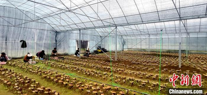 圖為紅太陽科技示范家庭農(nóng)場組織民眾采收靈芝。　平措旺青供圖