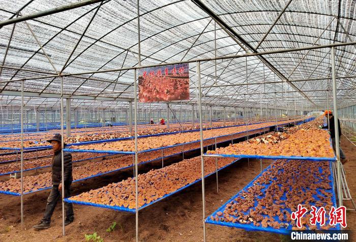 圖為紅太陽科技示范家庭農(nóng)場采收的靈芝?！∑酱胪喙﹫D