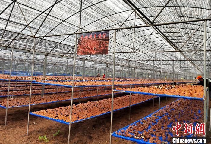 圖為紅太陽科技示范家庭農(nóng)場采收的靈芝?！∑酱胪喙﹫D