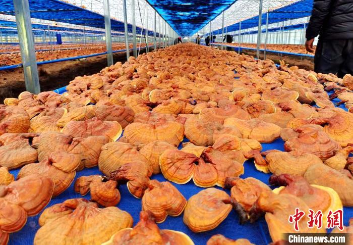 圖為紅太陽科技示范家庭農(nóng)場采收的靈芝?！∑酱胪喙﹫D