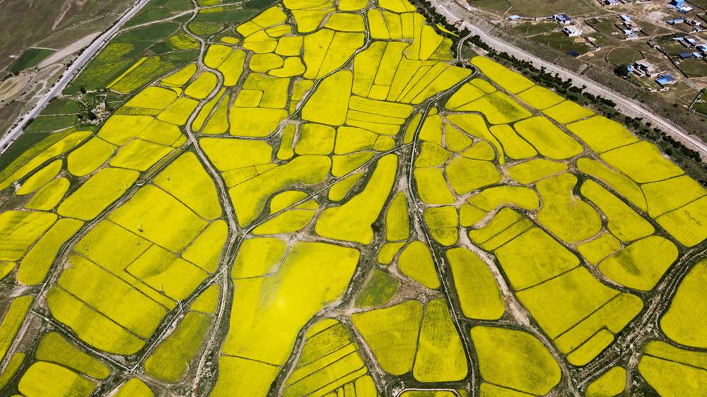 西藏墨竹工卡縣油菜農田。