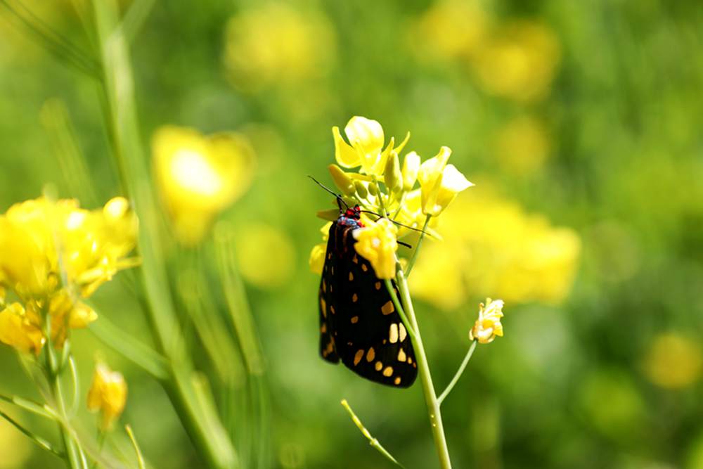 一只蝴蝶停留在油菜花上。