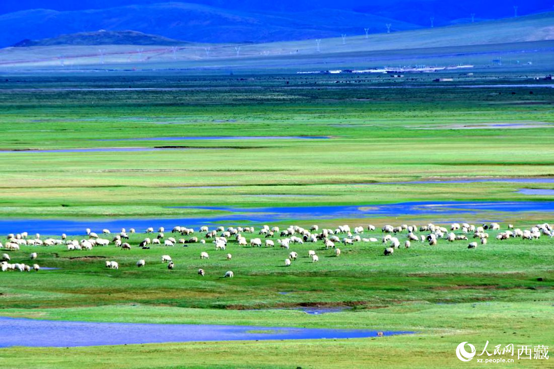 水草豐美的草原，牛羊悠閑覓食。人民網(wǎng) 李海霞攝