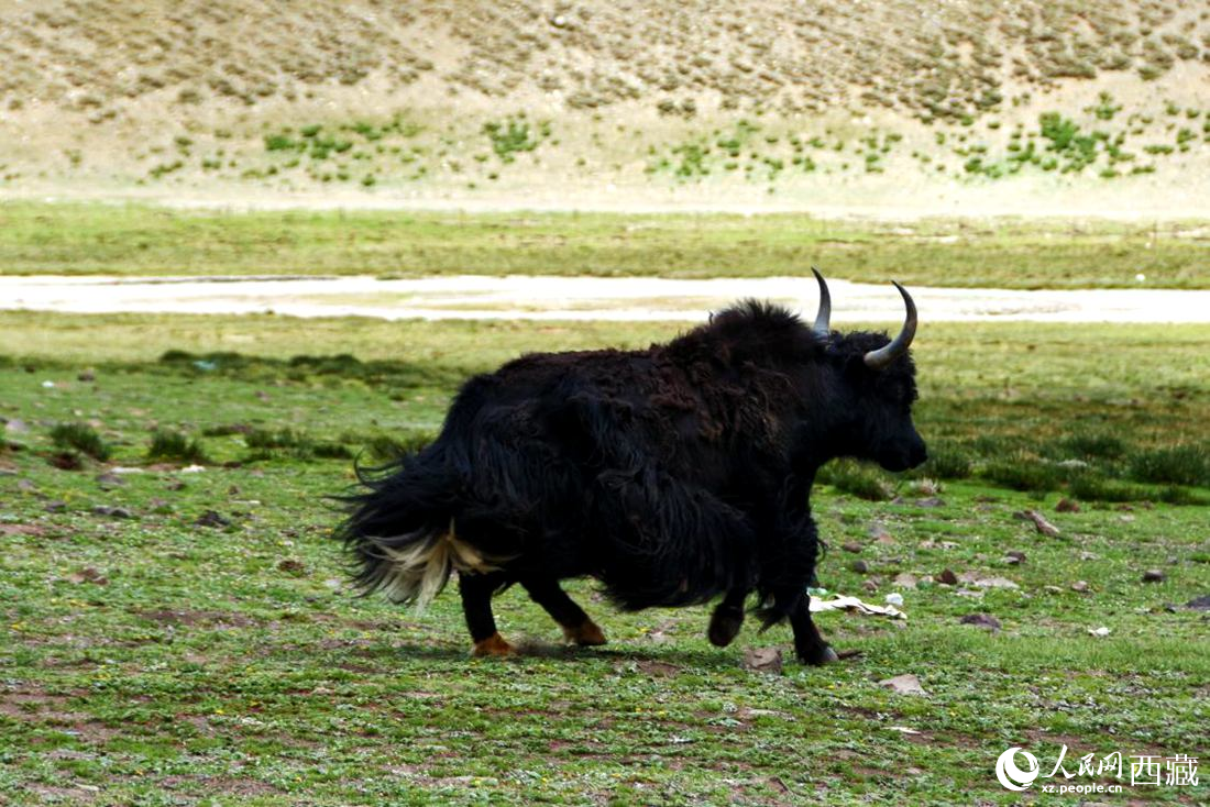 牦牛在草原撒歡兒。人民網(wǎng) 李海霞攝