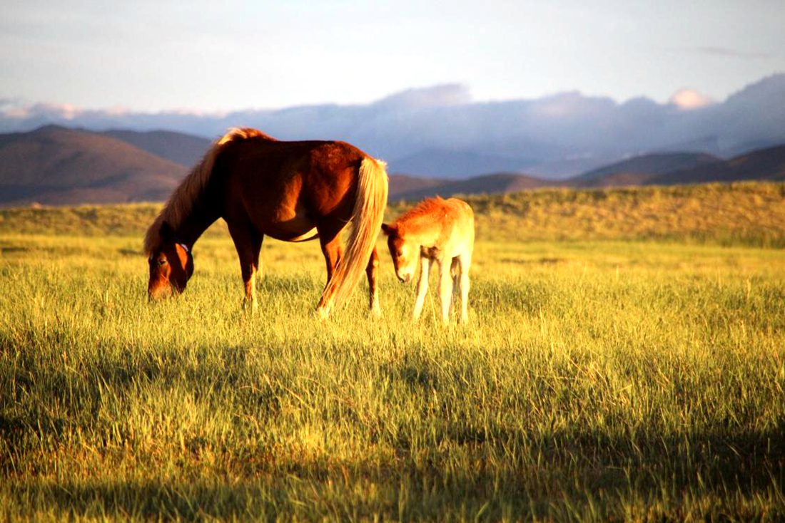 馬兒在草地上覓食。普布桑杰攝