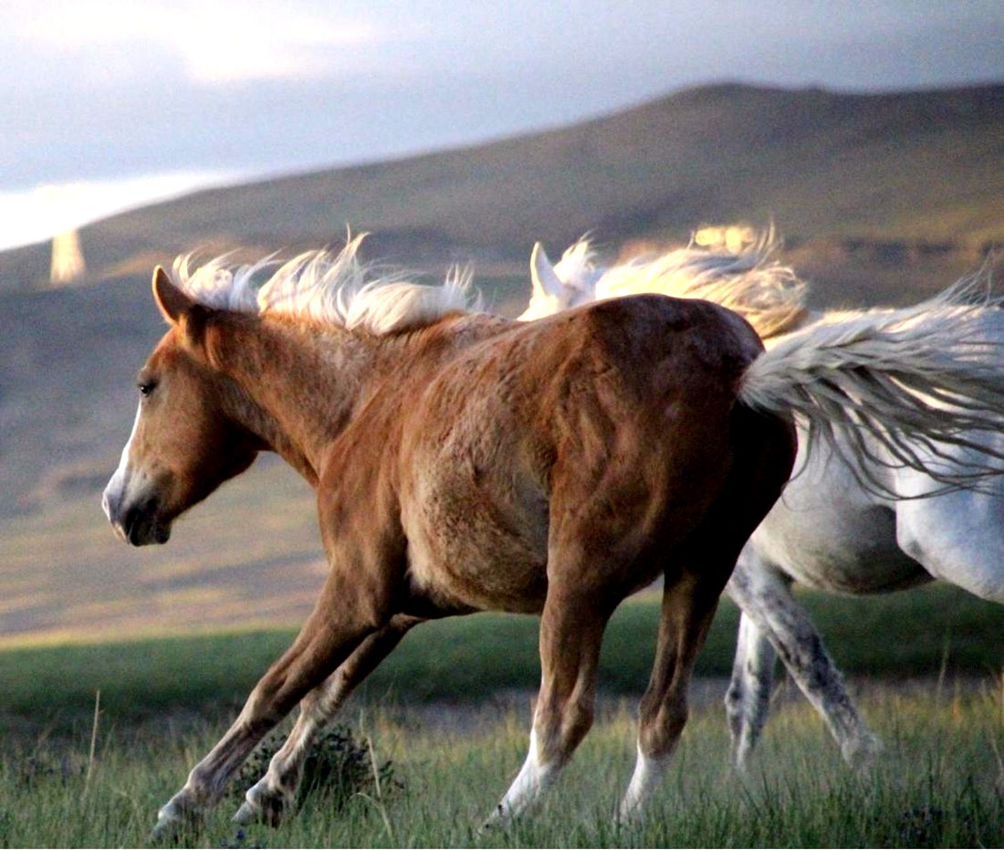 草原上奔騰的馬兒。普布桑杰攝