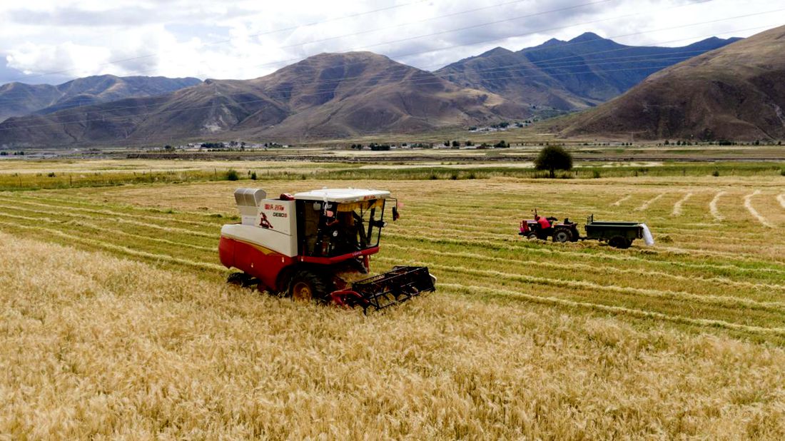 抗疫情、保秋收。洛克攝