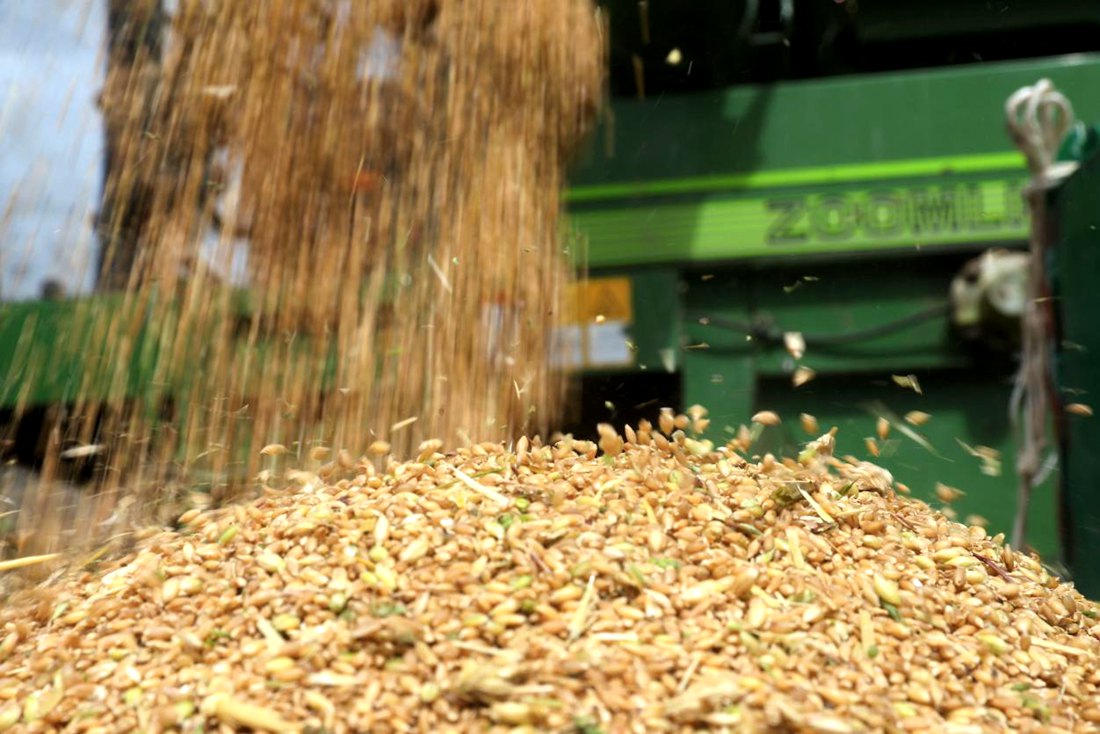 承載著希望的青稞，顆粒歸倉(cāng)。洛克攝