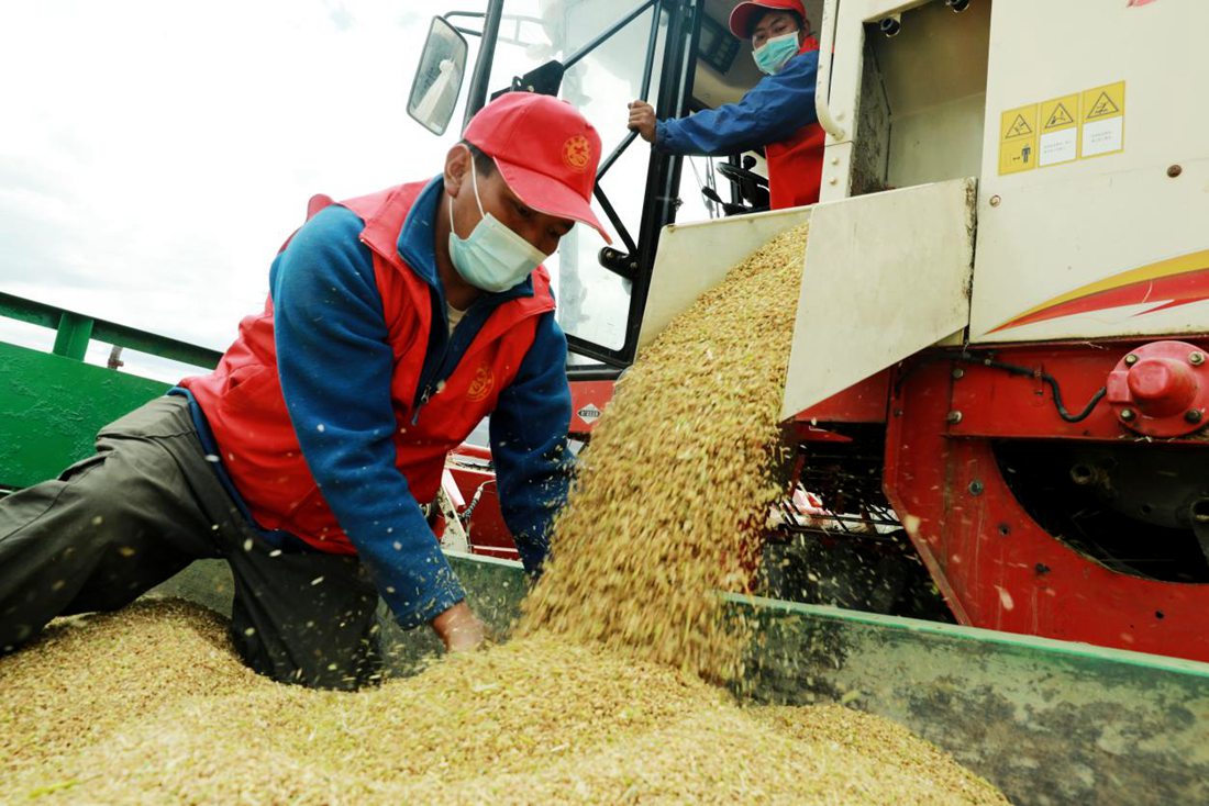 疫情之下，志愿者是田間最美的風(fēng)景。洛克攝