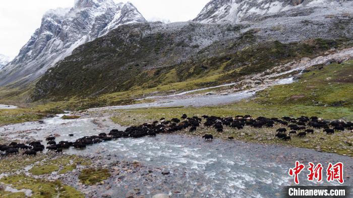 圖為轉(zhuǎn)場(chǎng)中的牦牛?！÷蹇?攝