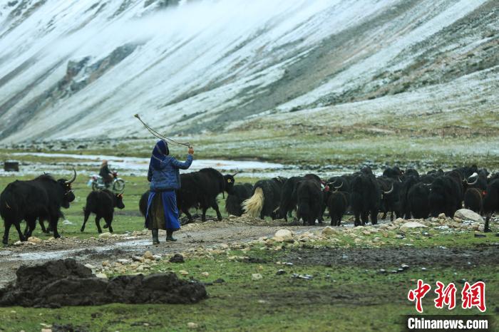 圖為牧民在趕牦牛?！÷蹇?攝