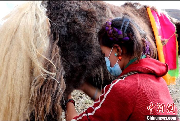 圖為牧民正在擠奶?！∪湛t文聯(lián)供圖