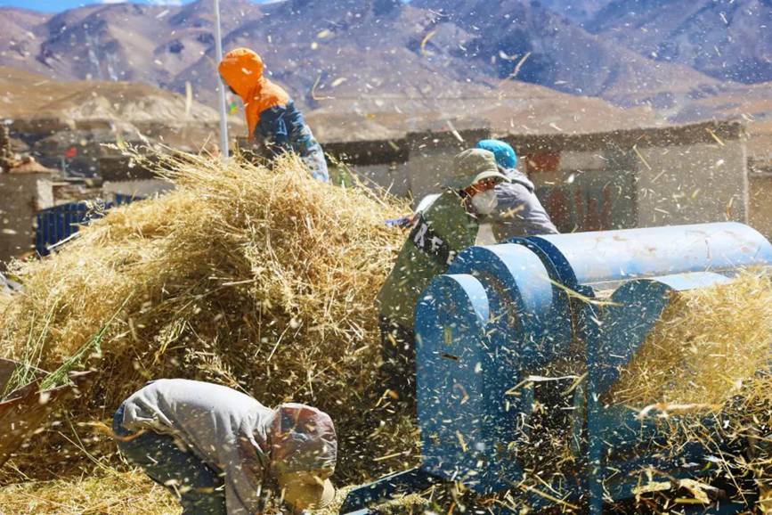 西藏吉?。簬愠两襟w驗秋收打場