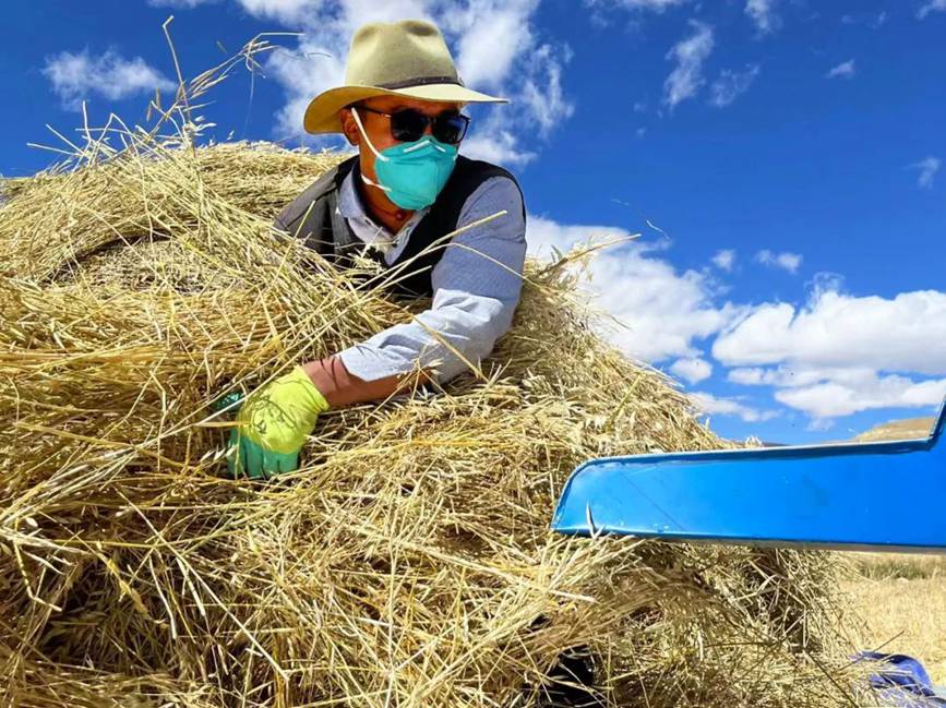 西藏吉?。簬愠两襟w驗秋收打場【3】