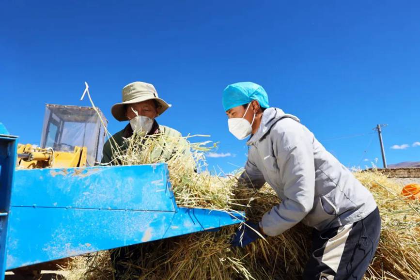 西藏吉?。簬愠两襟w驗秋收打場【4】