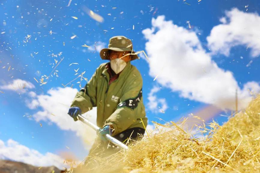 西藏吉?。簬愠两襟w驗秋收打場【5】