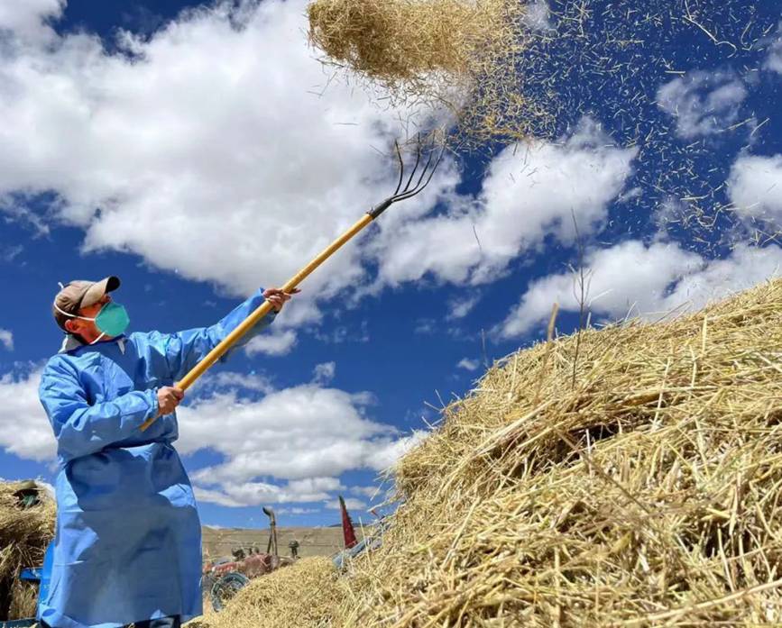 西藏吉?。簬愠两襟w驗秋收打場【6】