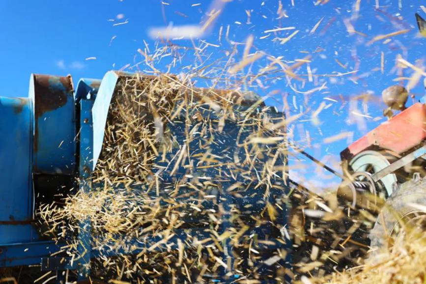 西藏吉?。簬愠两襟w驗秋收打場【7】