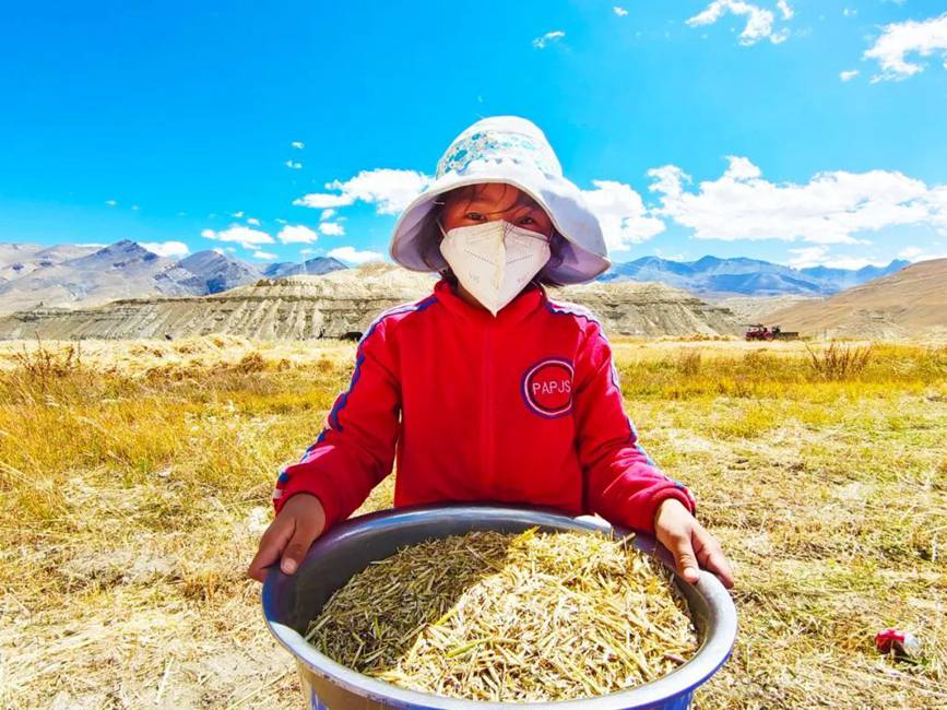 西藏吉?。簬愠两襟w驗秋收打場【9】